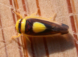 Saddled Leafhopper